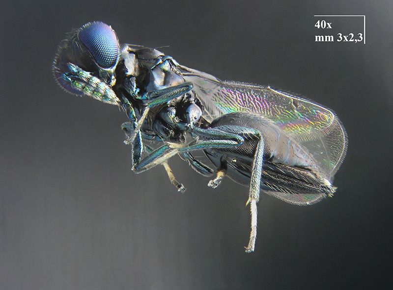 Lithocolletis (Phyllonorycter) platani con parassitoidi